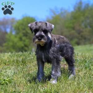 Nolan, Miniature Schnauzer Puppy